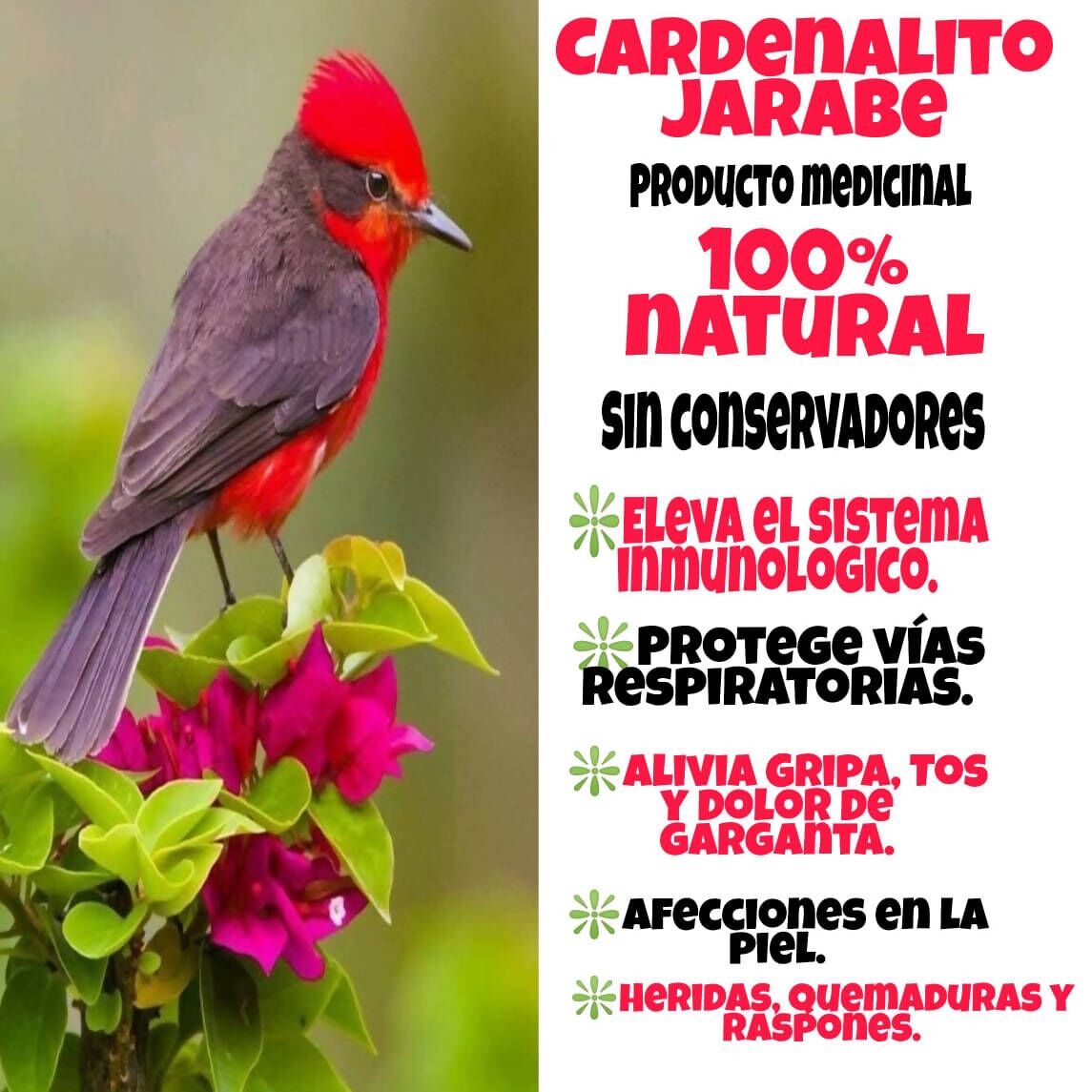 Cardenalito Mediano2